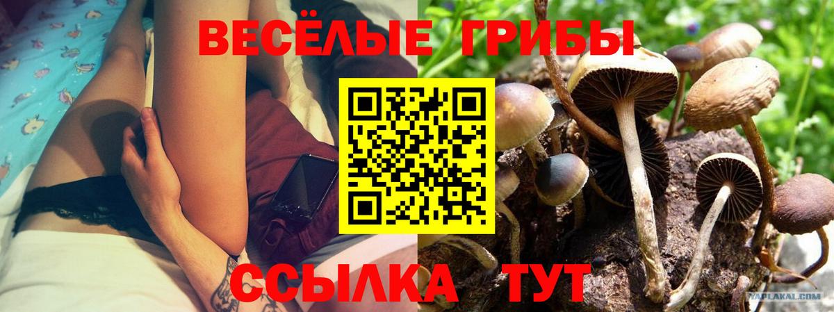 даркнет сайт  Псилоцибиновые грибы мицелий  Вход с VPN  Галлюциногенные грибы Psilocybe  Кыштым 